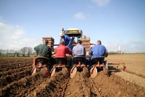 plantation pomme de terre